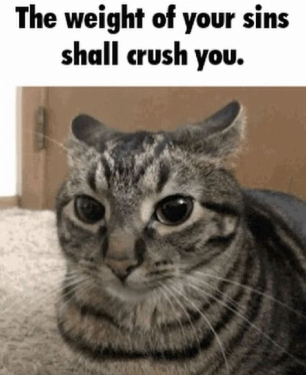Stern tabby cat staring you down, captioned 'The weight of your sins shall crush you'