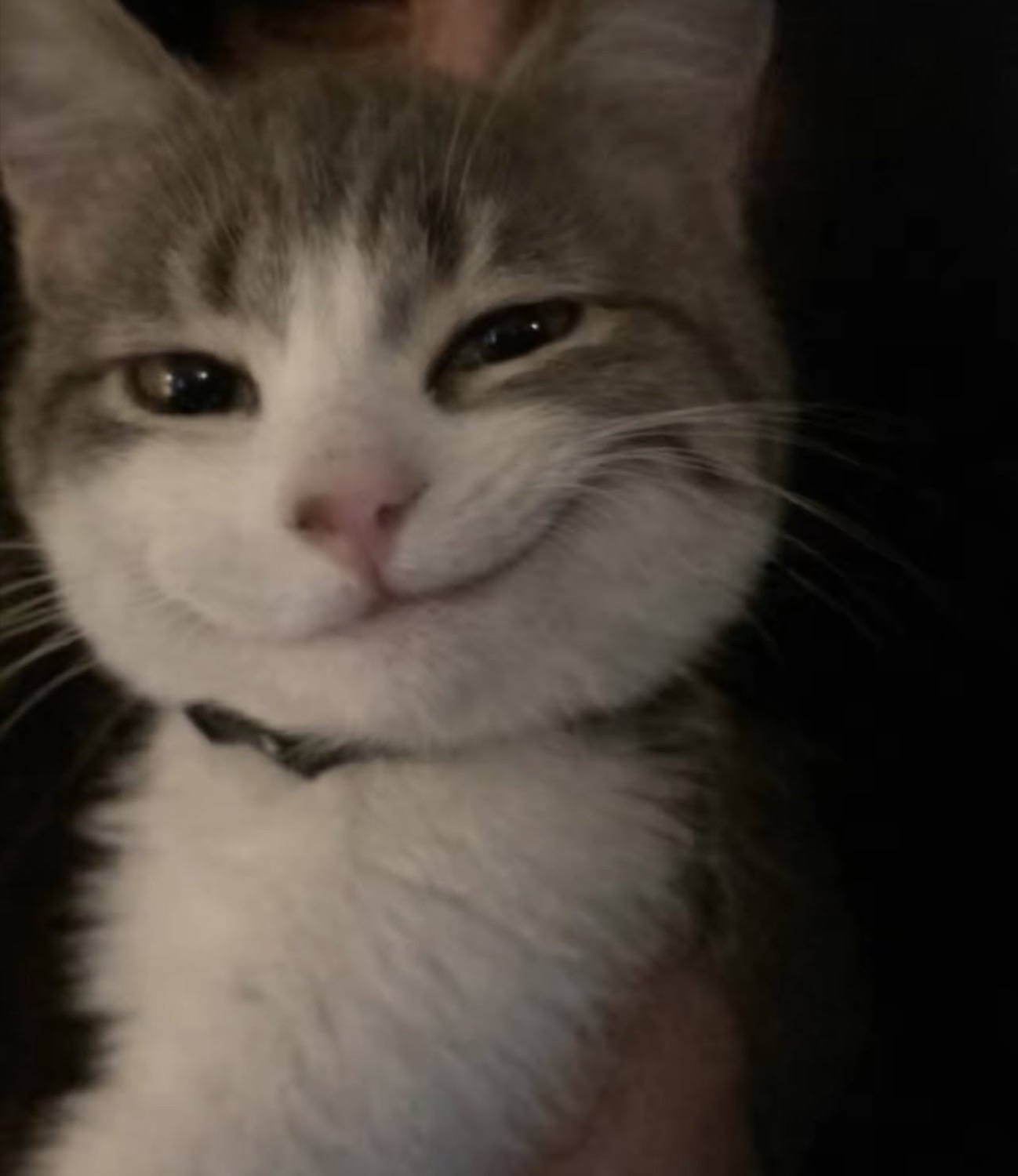 Grey-and-white kitten held up close with a sly, smug little smirk
