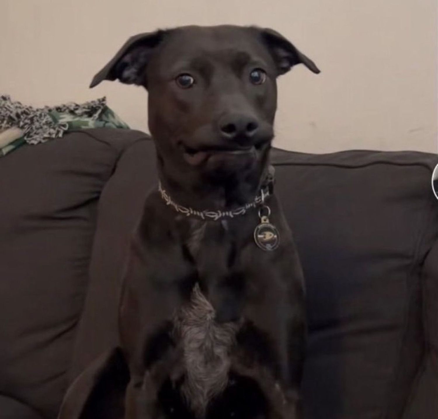 Black dog on a couch with wide startled eyes and a nervous tight-lipped face