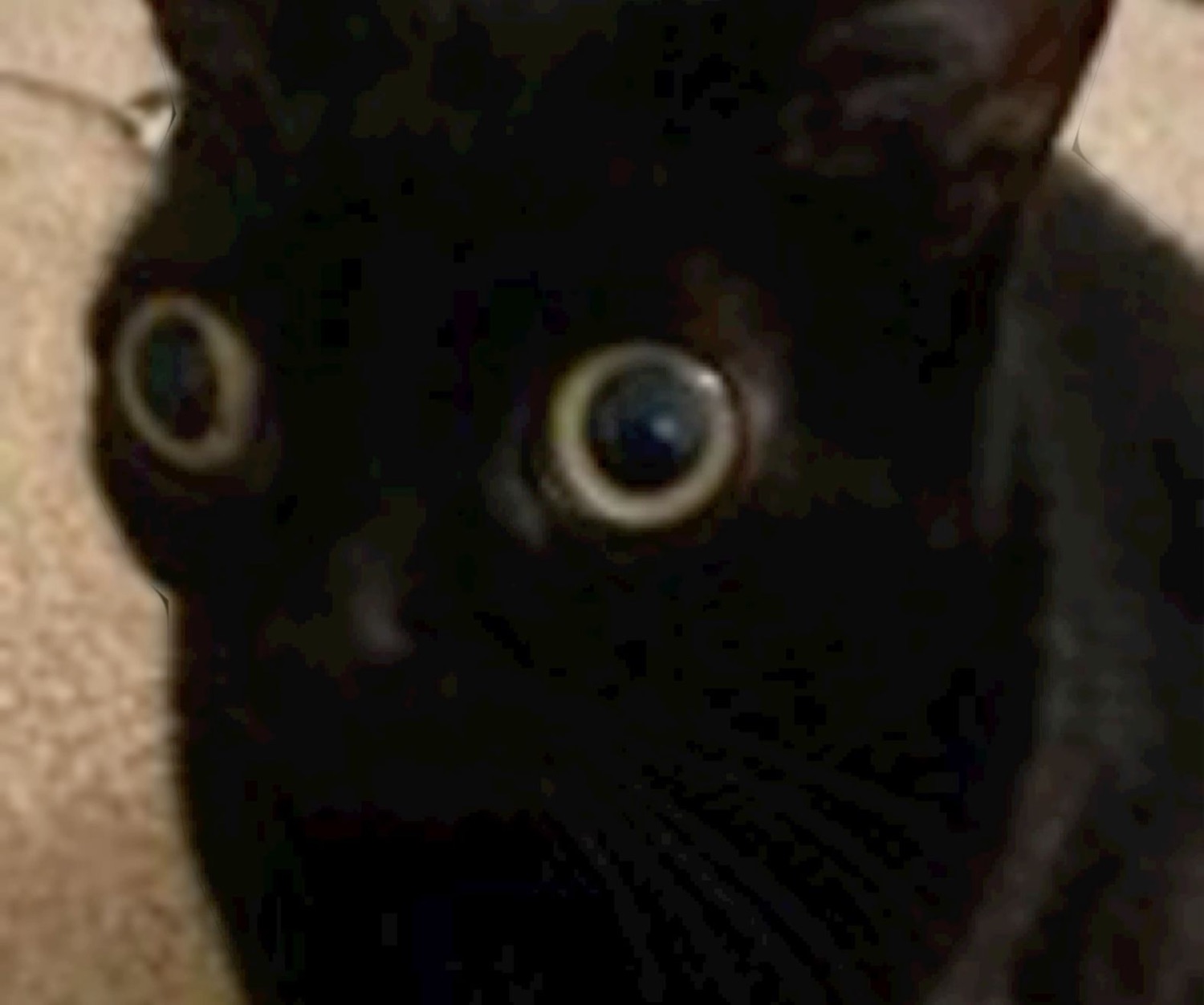 Black cat in dim light with huge dilated eyes staring straight at the camera