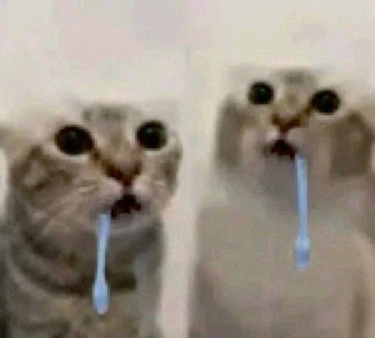Two wide-eyed cats with toothbrushes hanging from their mouths, looking utterly startled