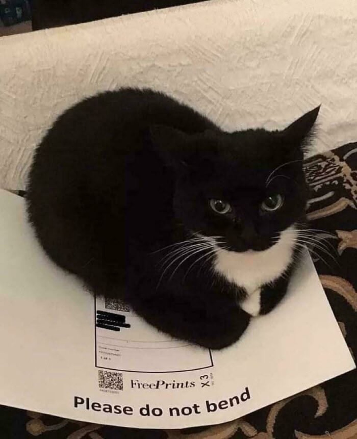 Tuxedo cat curled up smugly on a 'Please do not bend' envelope