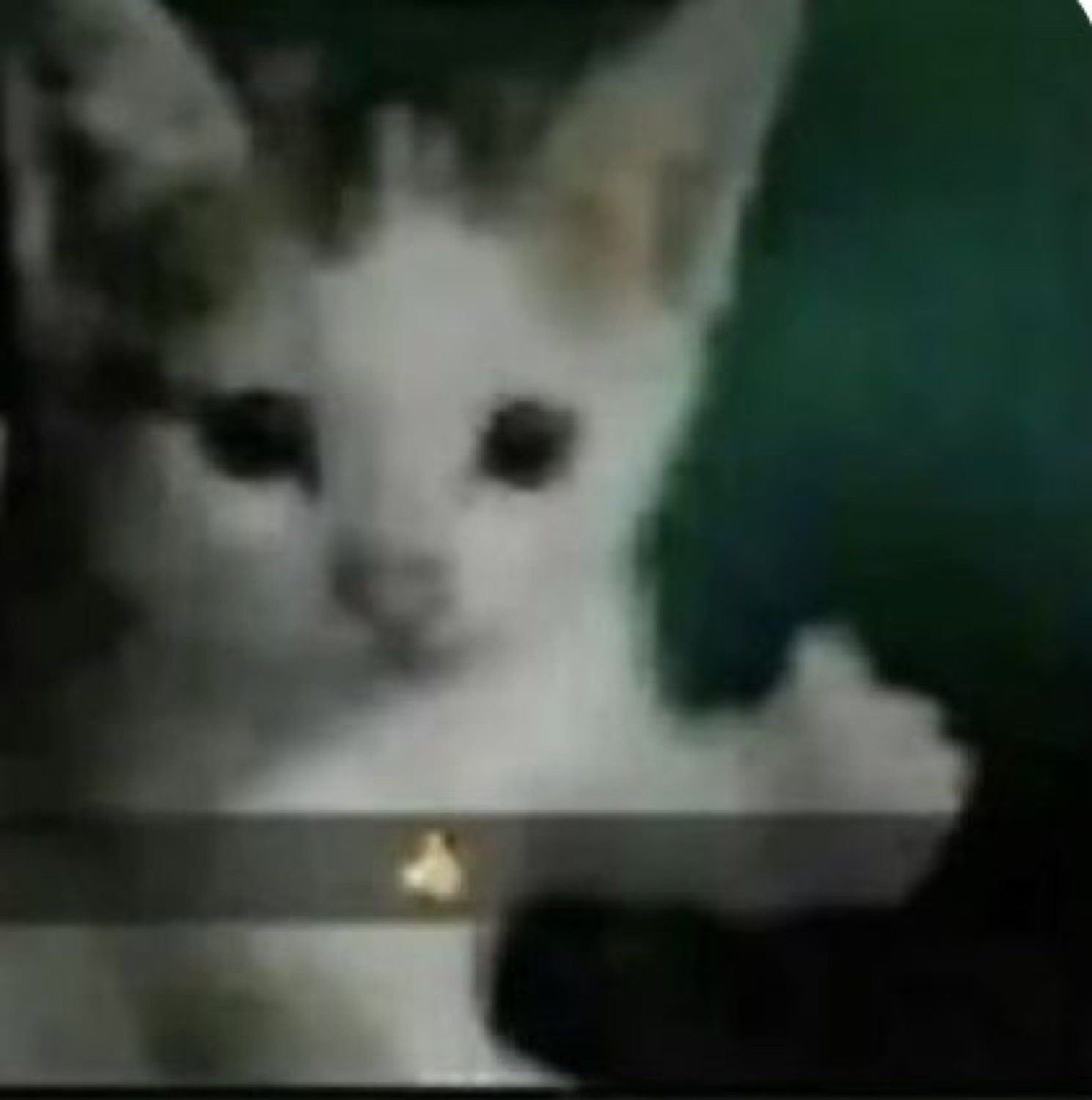 Grainy low-res kitten staring blankly at the camera with dark round eyes