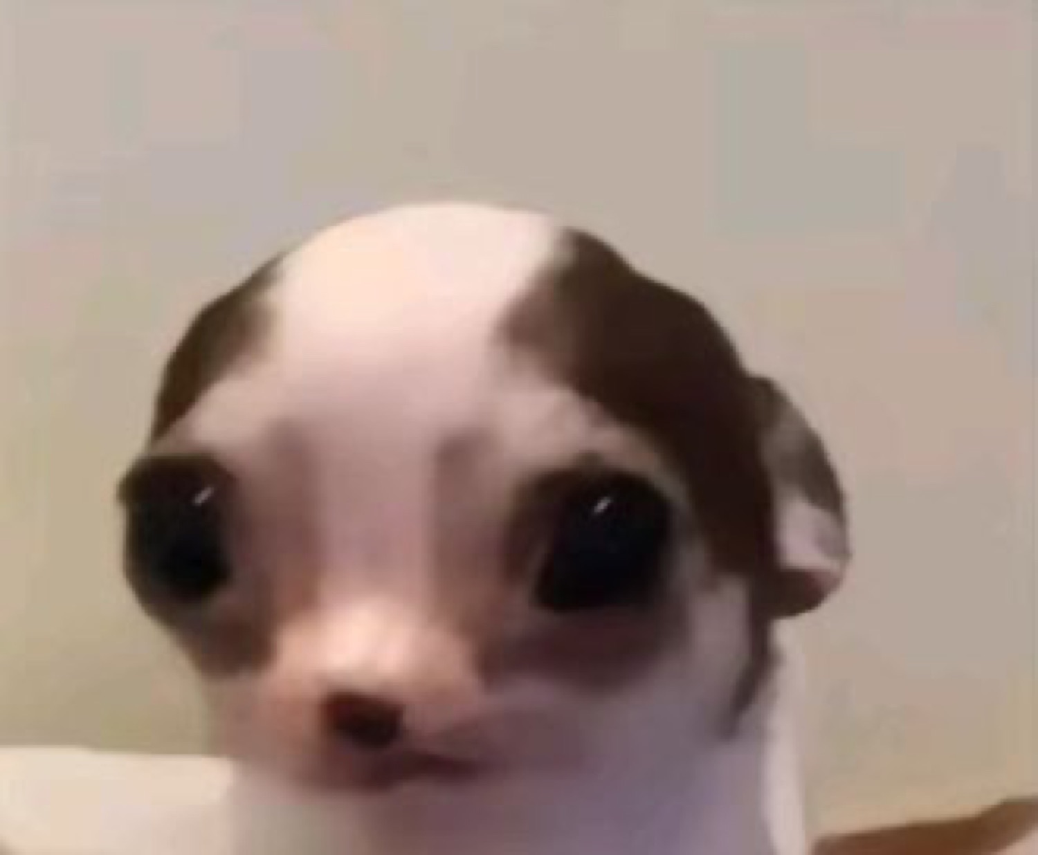 Tiny chihuahua staring at the camera with a stiff, awkward little face