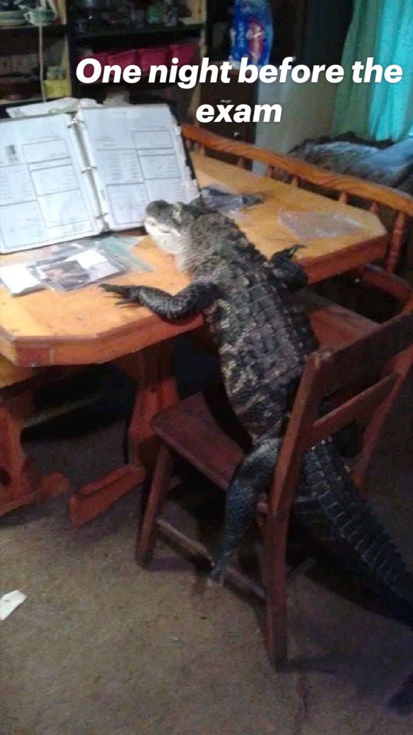 Alligator hunched over a desk of open binders: 'One night before the exam'