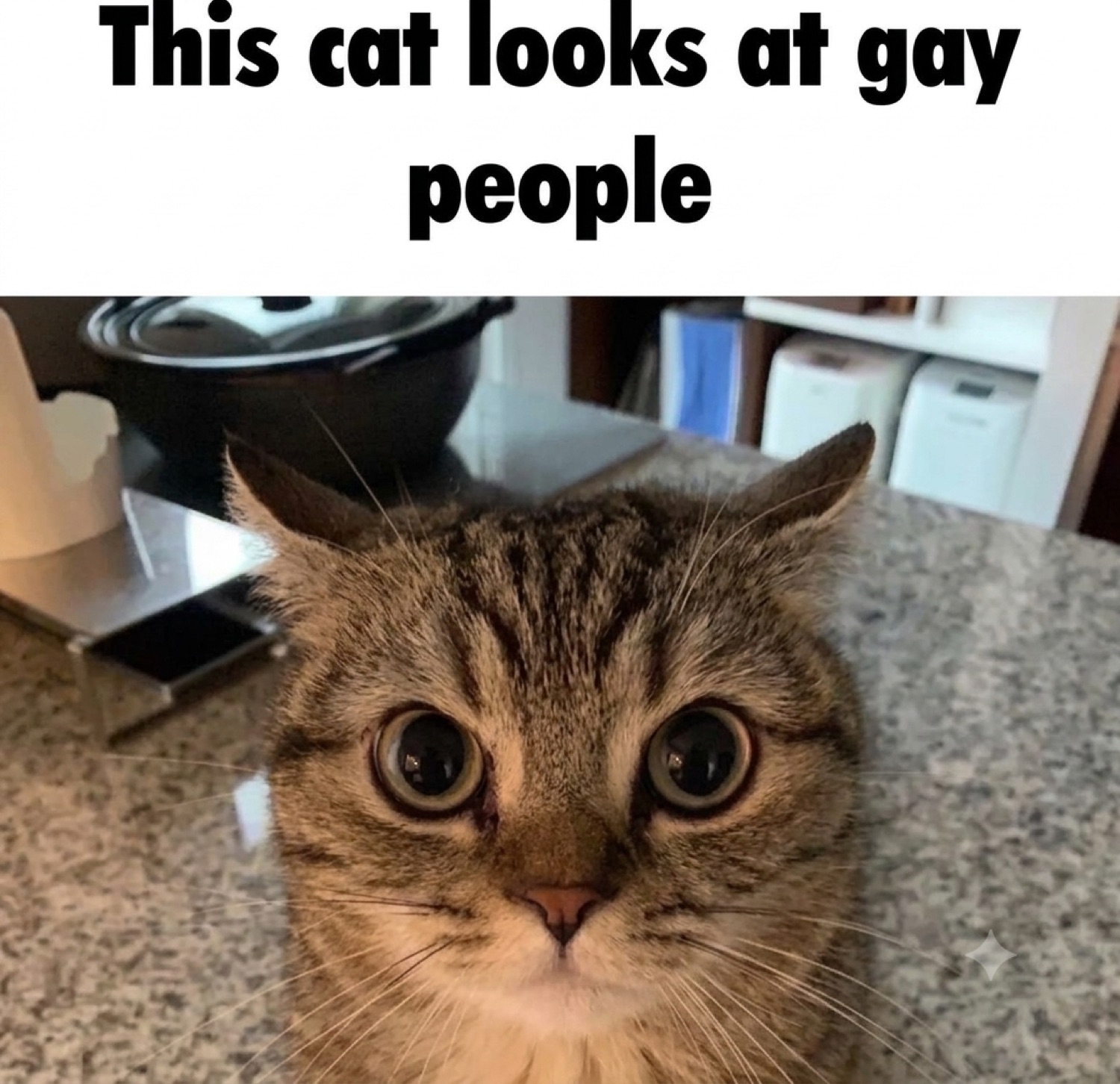 A wide-eyed tabby cat staring into the camera captioned 'This cat looks at gay people'