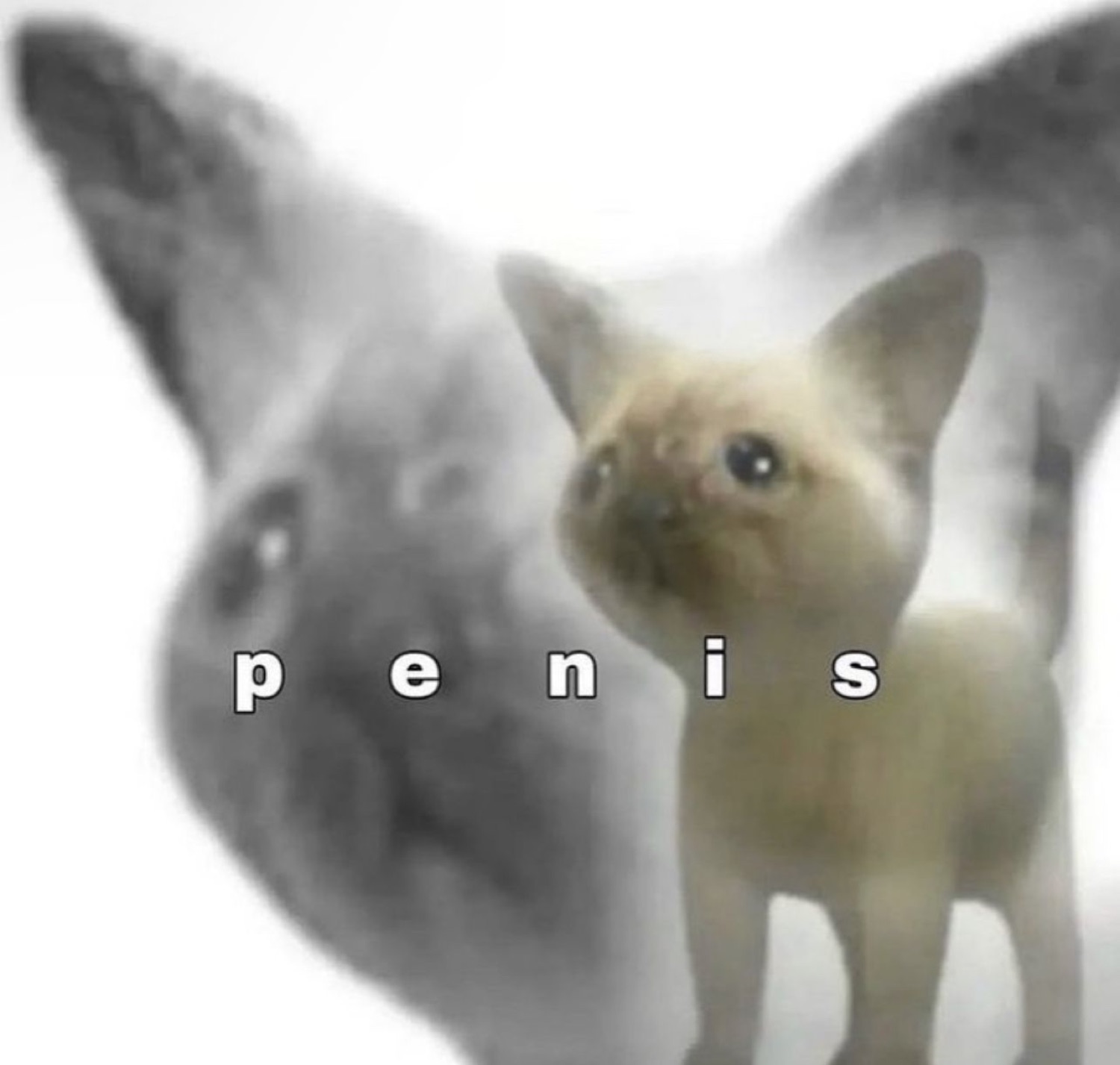 Tiny kitten stepping forward and staring dead at the camera over the word 'penis'