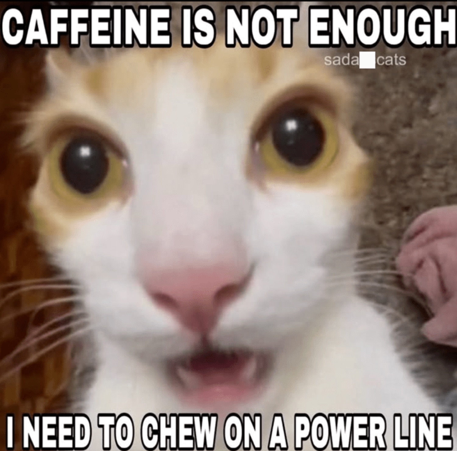 Wide-eyed cat captioned 'caffeine is not enough I need to chew on a power line'