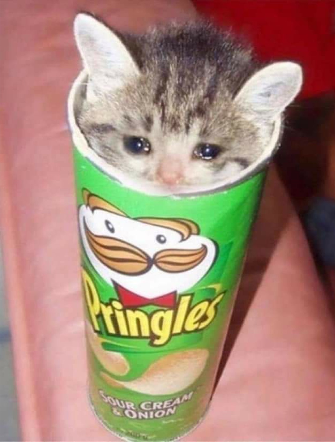 Teary-eyed kitten poking out of a Pringles can, looking heartbroken