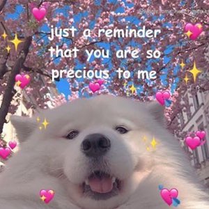 Fluffy Samoyed under cherry blossoms and hearts, 'you are so precious to me'