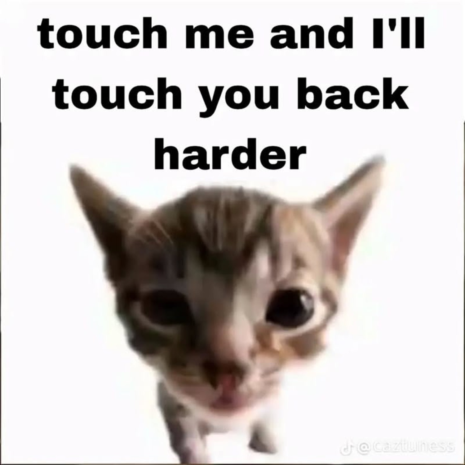Tiny kitten with huge eyes staring dead-on, threatening 'touch me and I'll touch you back harder'
