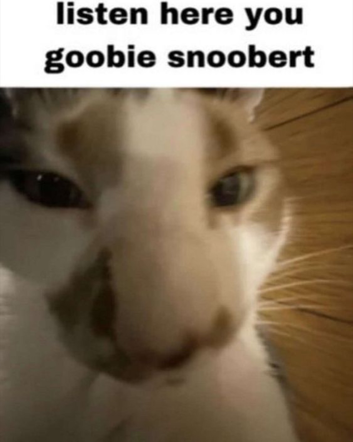 Blurry cat staring you down over the caption 'listen here you goobie snoobert'