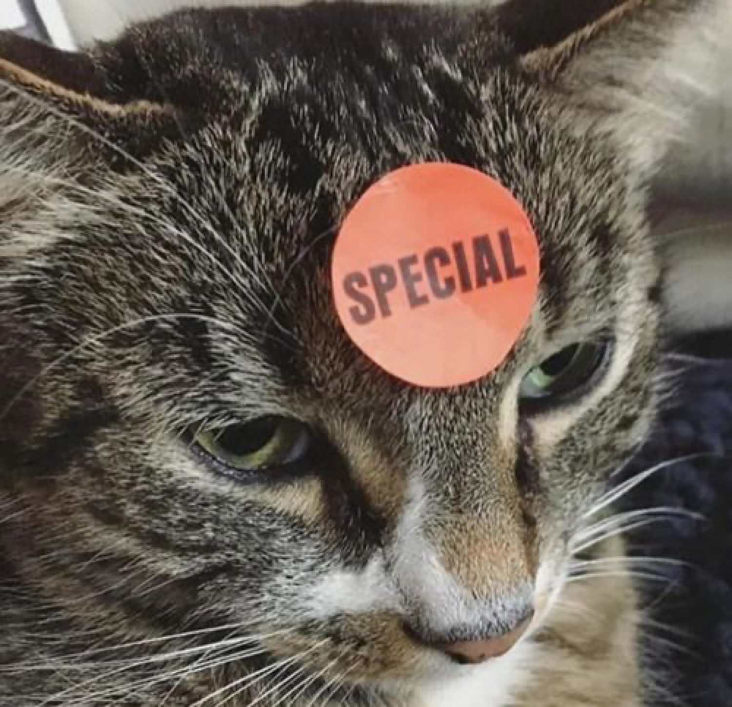 Grumpy tabby cat with a round orange 'SPECIAL' sticker slapped on its forehead