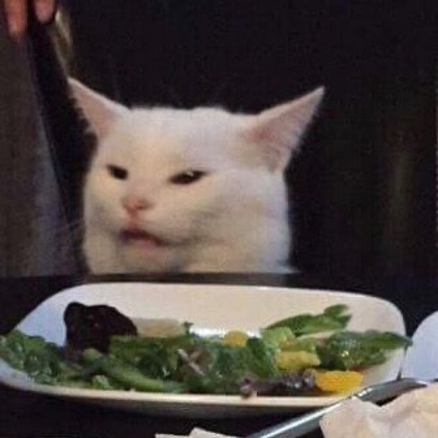 White cat at a dinner table eyeing a plate of salad with pure disdain