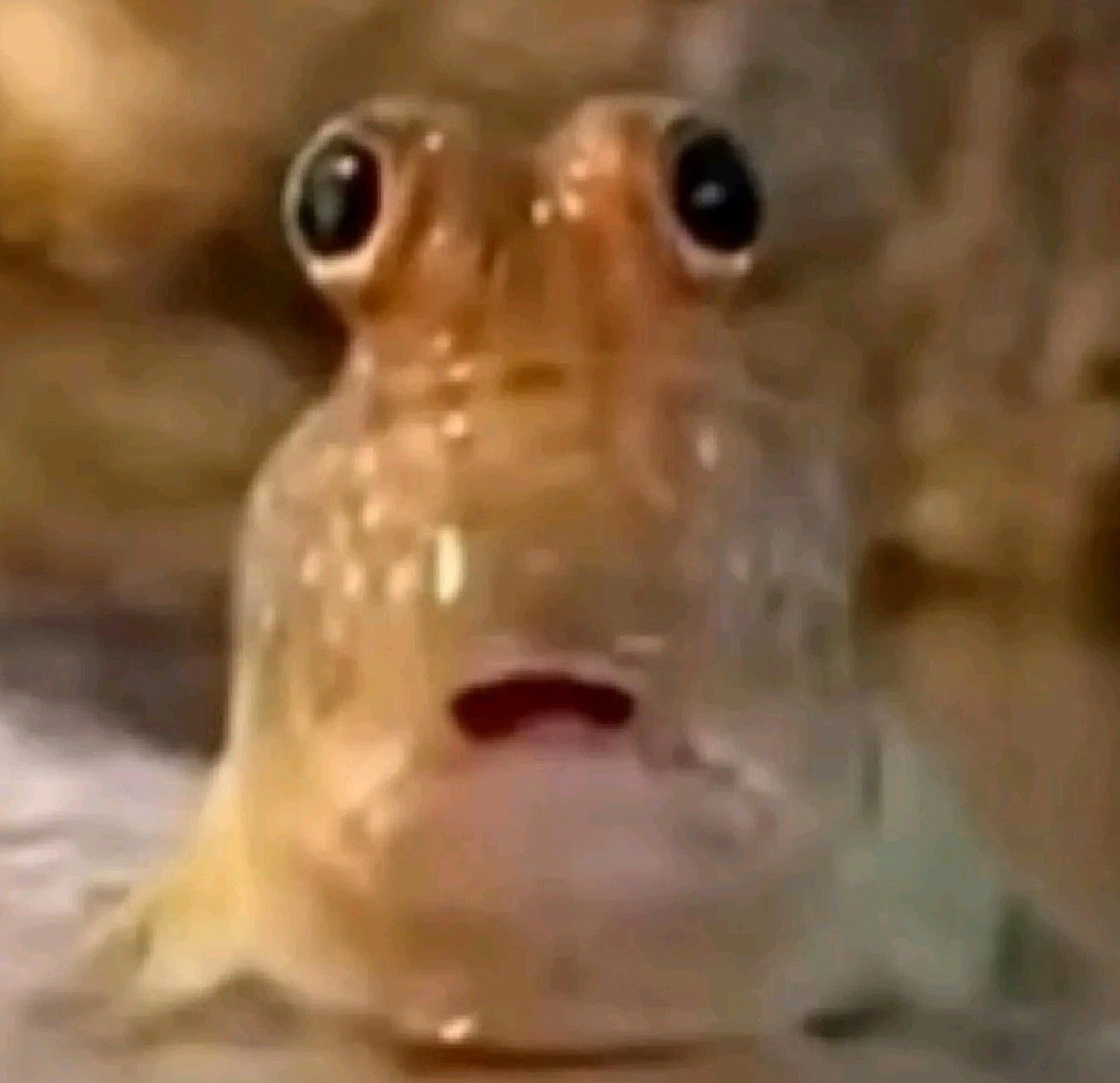 Wide-eyed fish staring dead at the camera with its mouth hanging open in shock