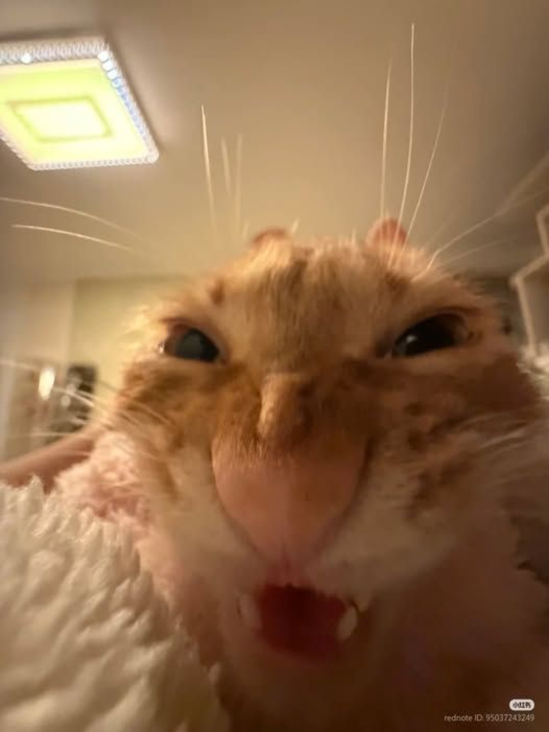 Fluffy golden hamster pressing its face into the camera with its mouth wide open