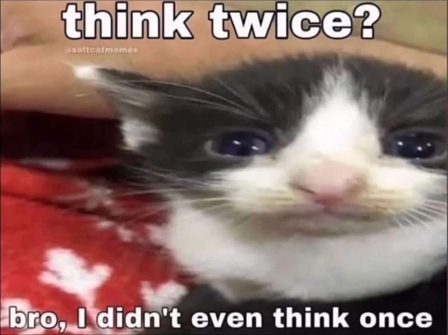 Tiny tuxedo kitten staring deadpan captioned 'think twice? bro, I didn't even think once'