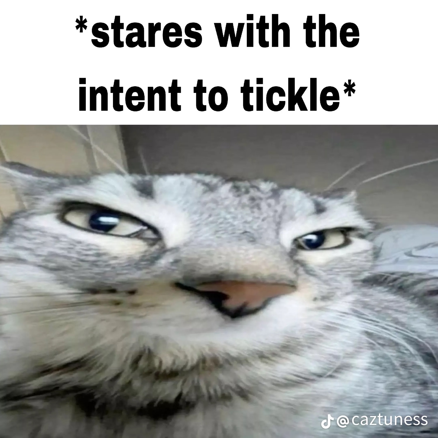 Smug close-up cat captioned 'stares with the intent to tickle'