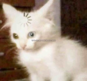 White kitten with mismatched eyes and a loading spinner over its head, buffering hard