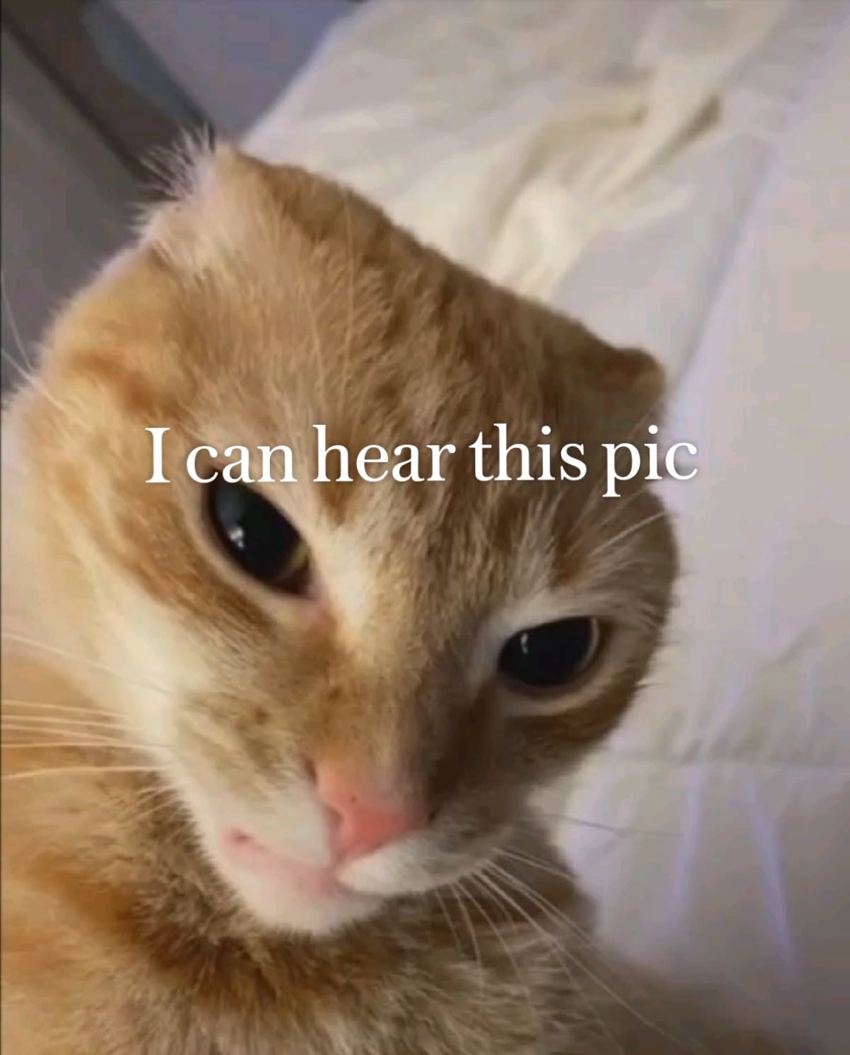 Orange tabby with soulful eyes staring straight down the lens captioned 'I can hear this pic'