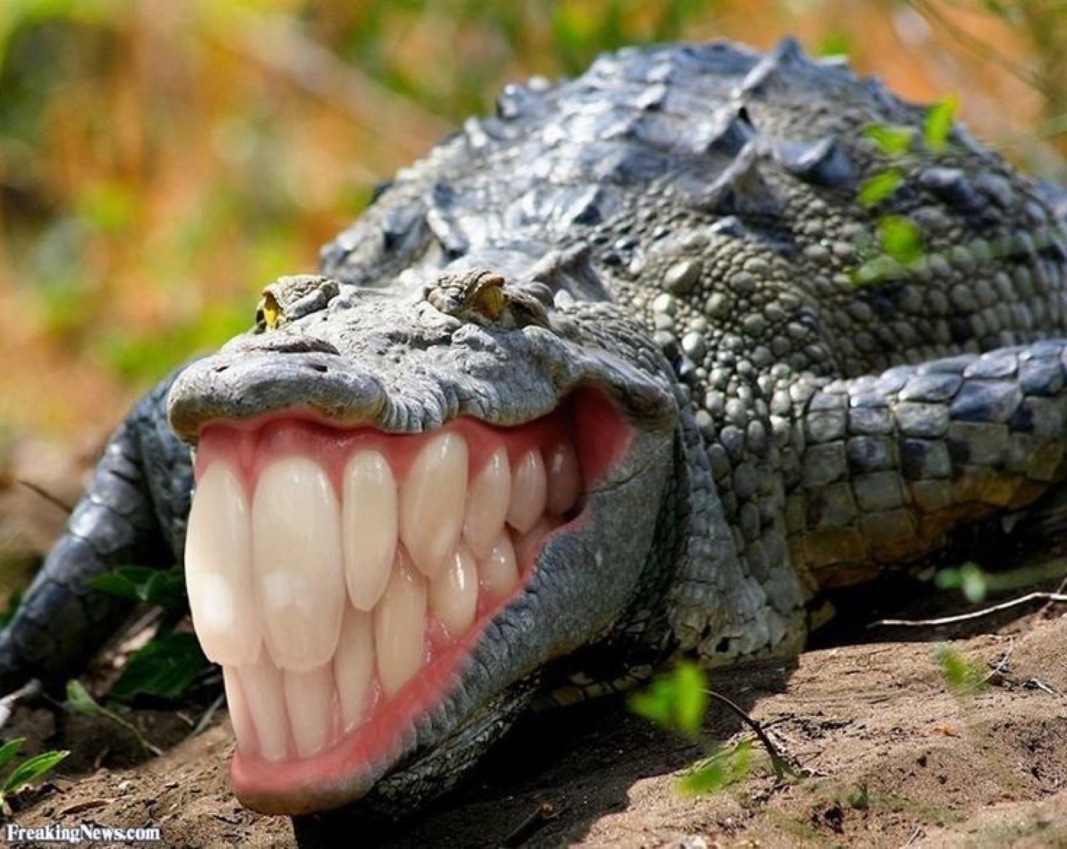 Alligator photoshopped with huge human teeth flashing a giant grin