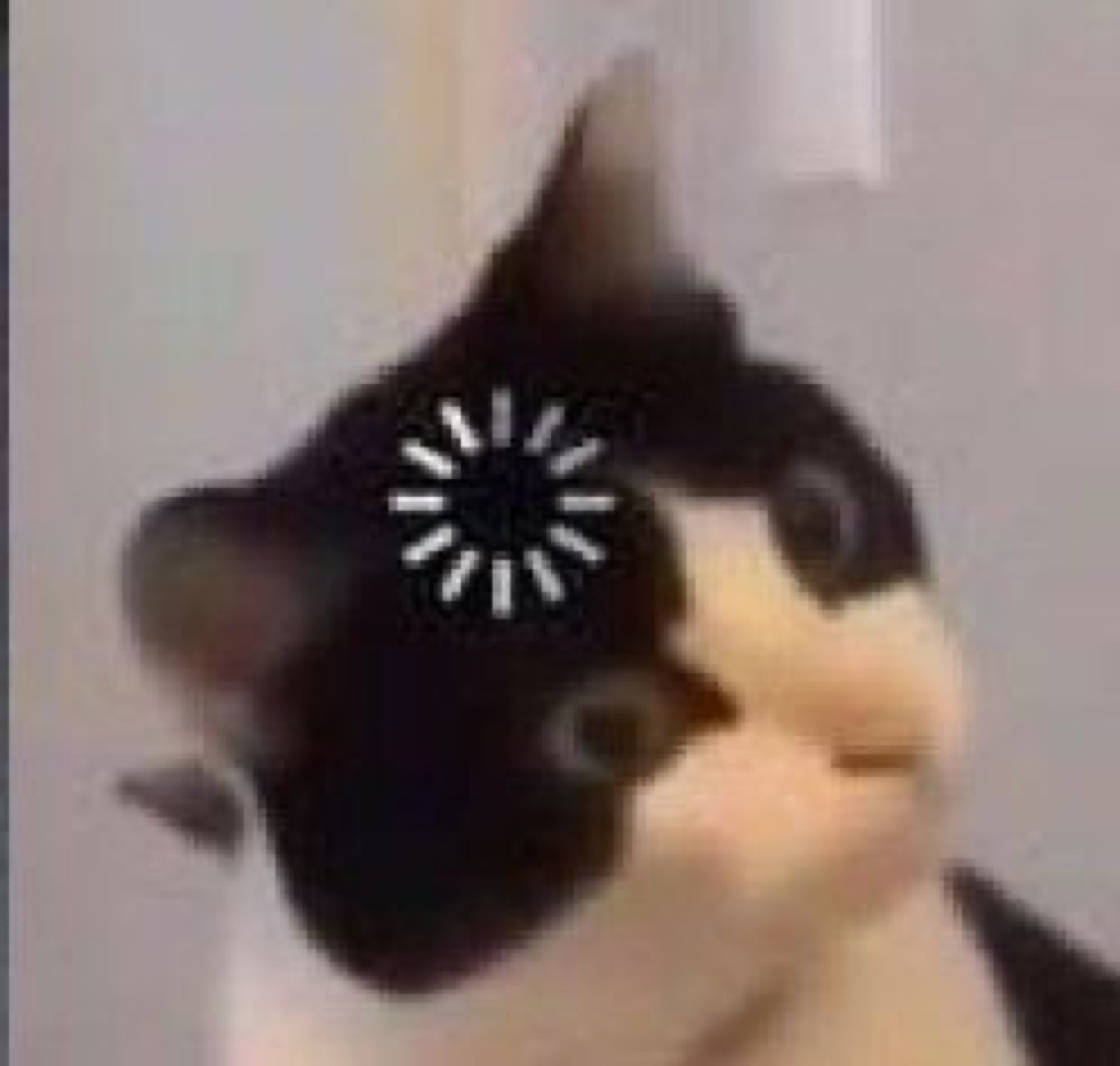 Black-and-white cat with a loading spinner over one eye — buffering in real time