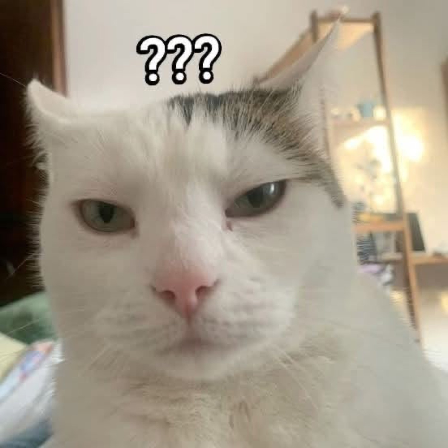 Grumpy white cat with narrowed eyes and '???' floating above its head
