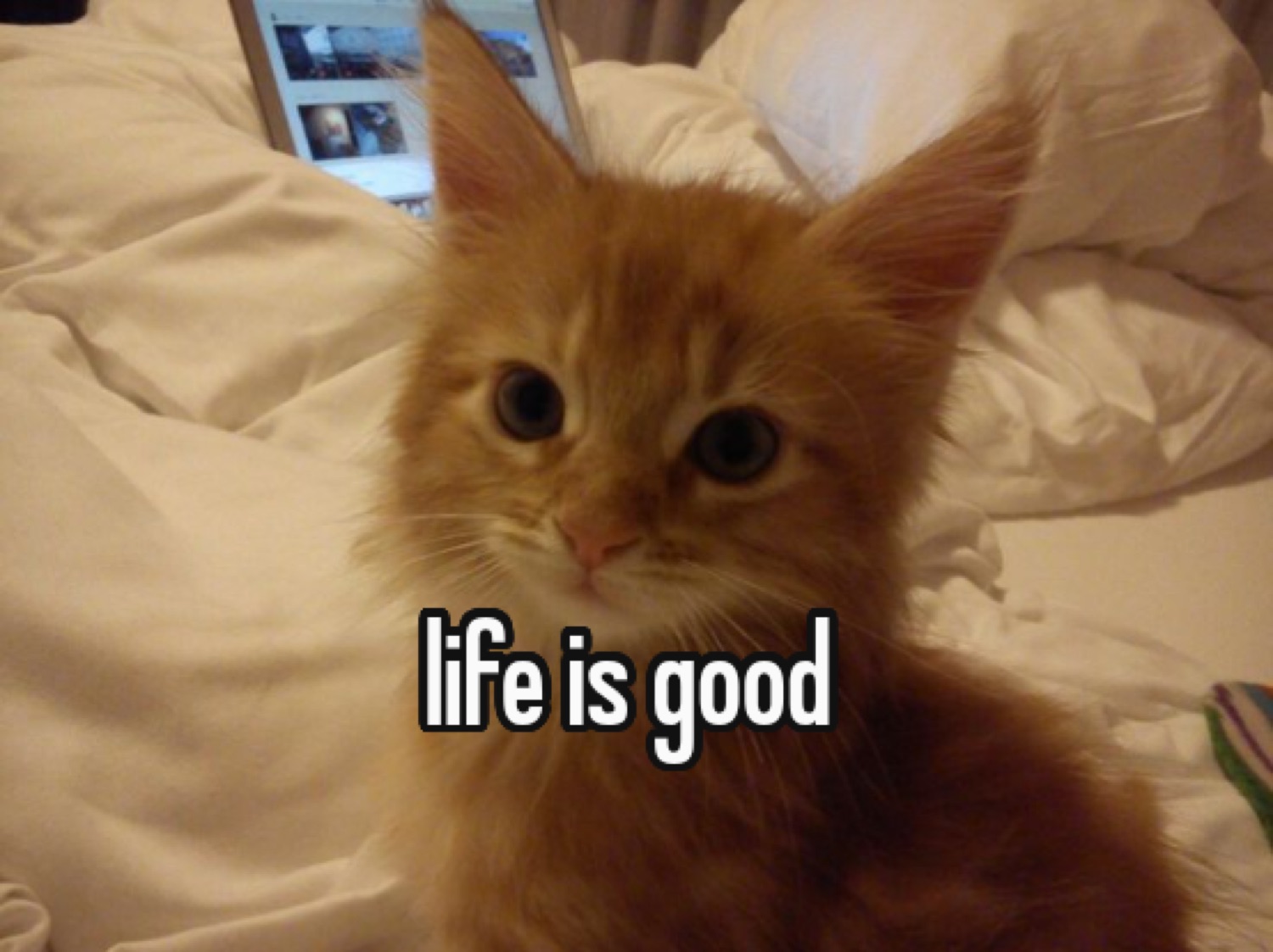 Fluffy orange kitten on a bed staring calmly, captioned 'life is good'