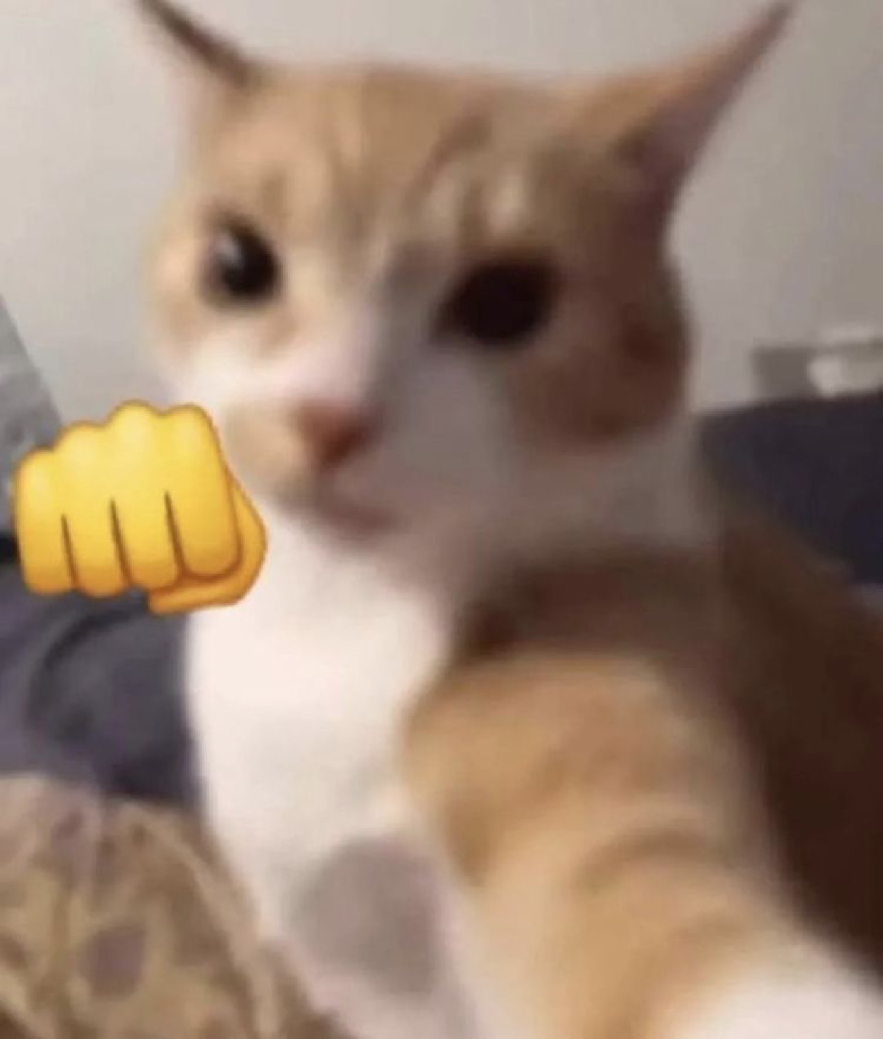 Orange and white cat staring at the camera with a fist emoji poised to punch