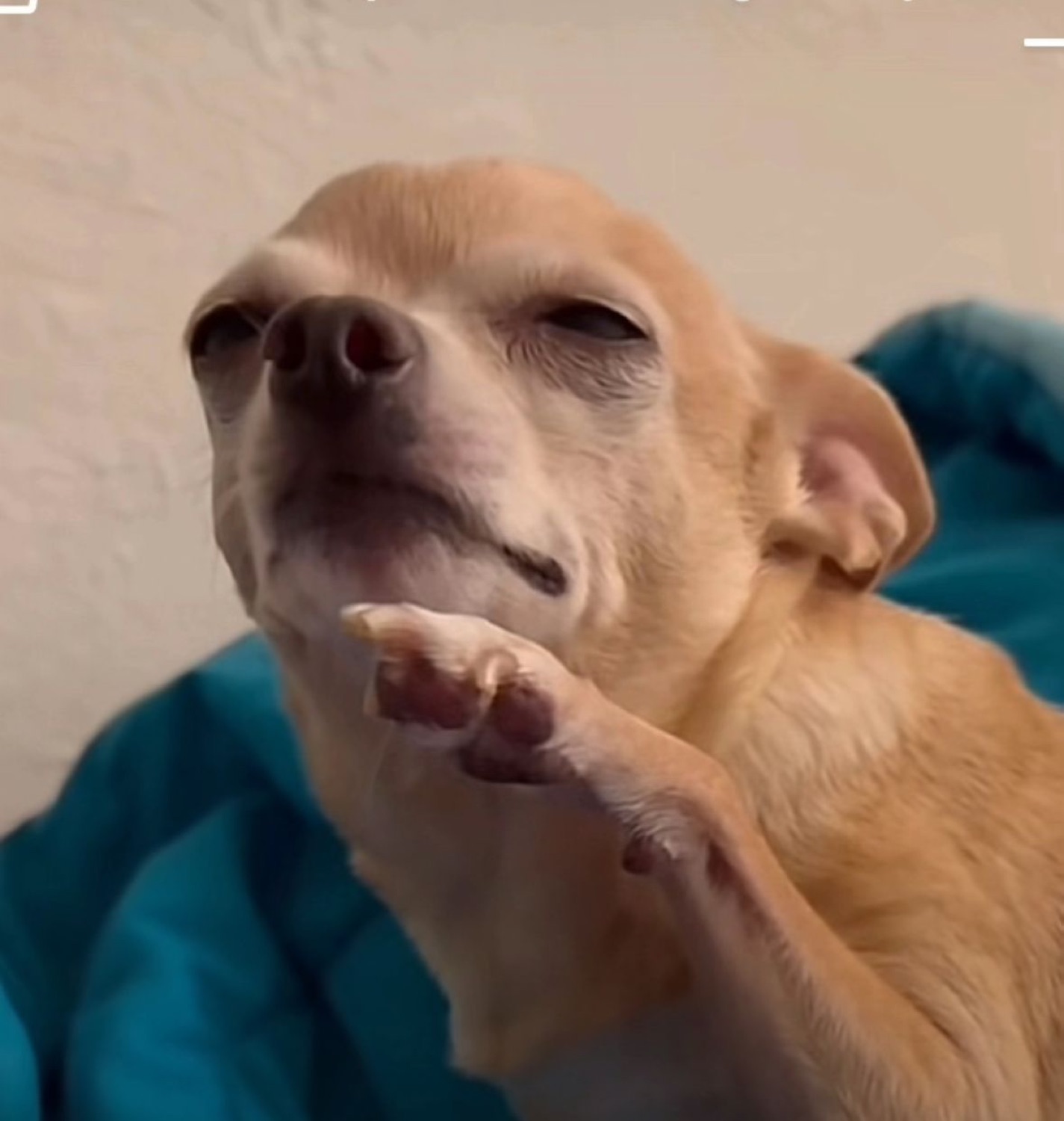 Chihuahua tilting its chin up with a deeply self-satisfied smirk