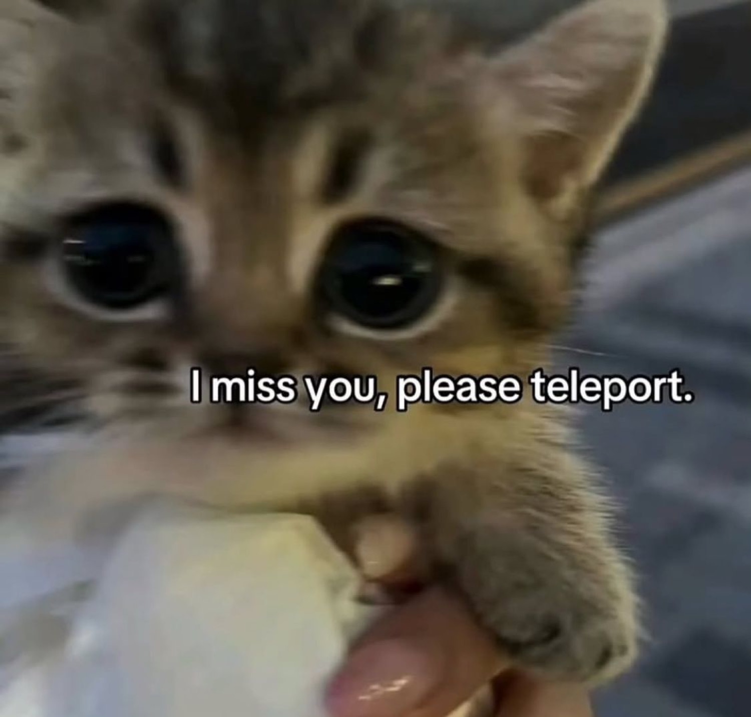 Teary-eyed kitten with huge sad eyes captioned 'I miss you, please teleport.'