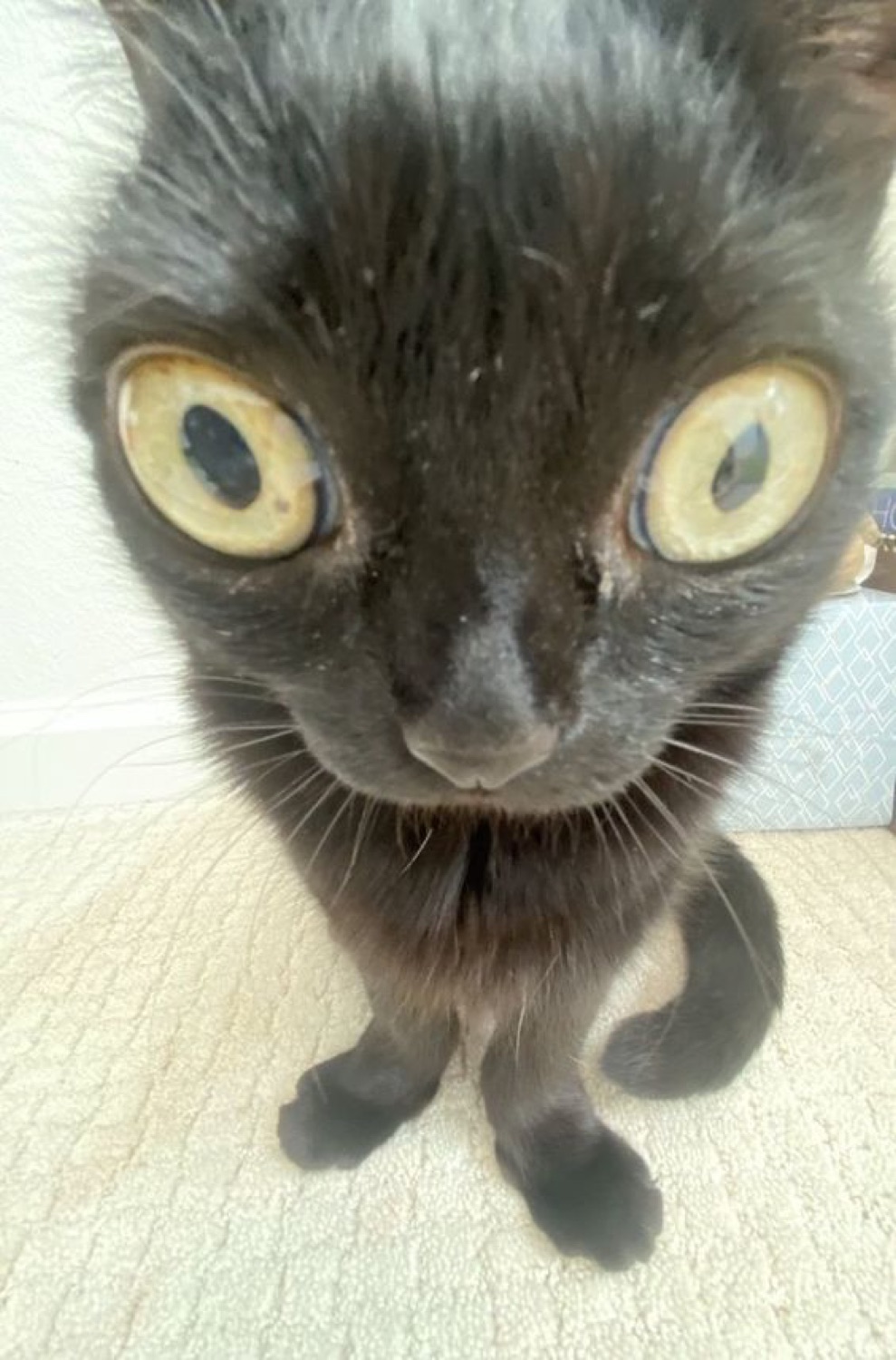 Black cat with enormous golden eyes staring directly at the camera from inches away