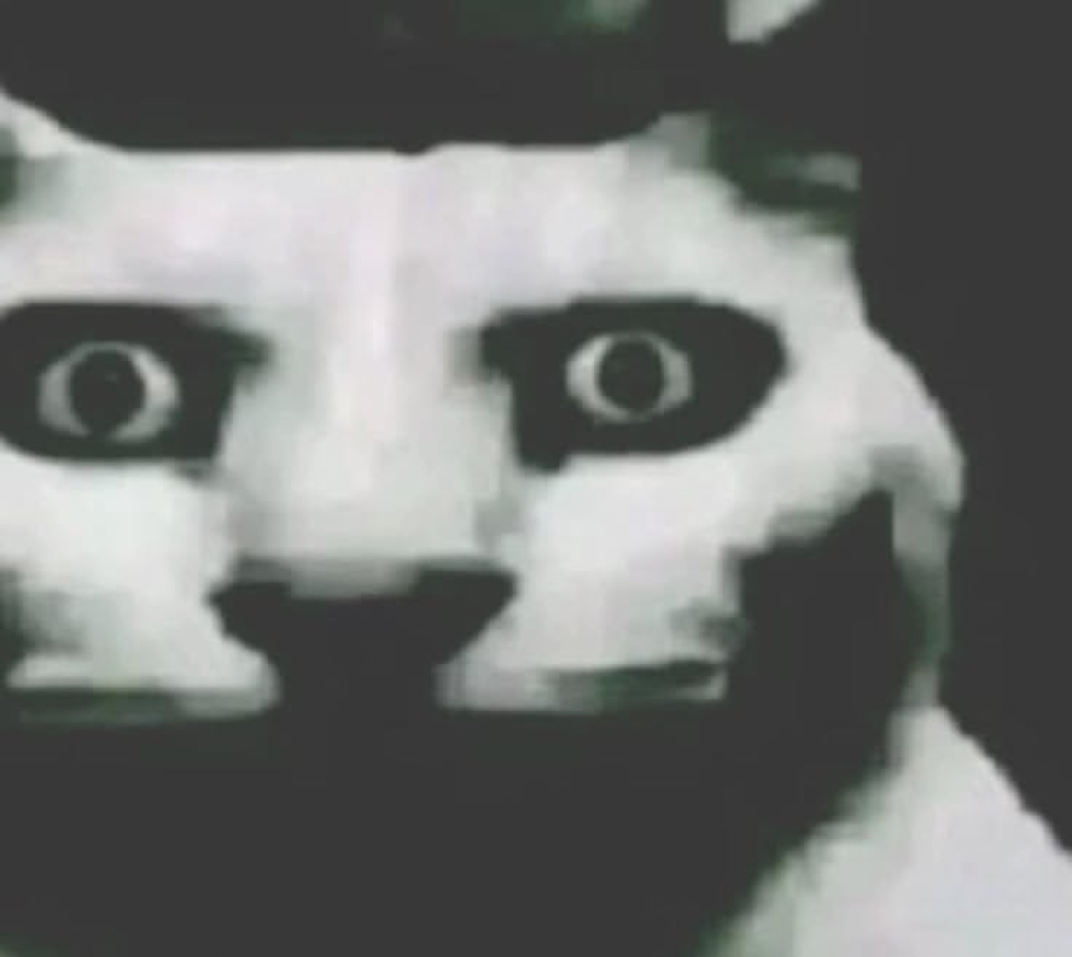 Grainy black-and-white cat with hollow dark eyes staring straight into your soul