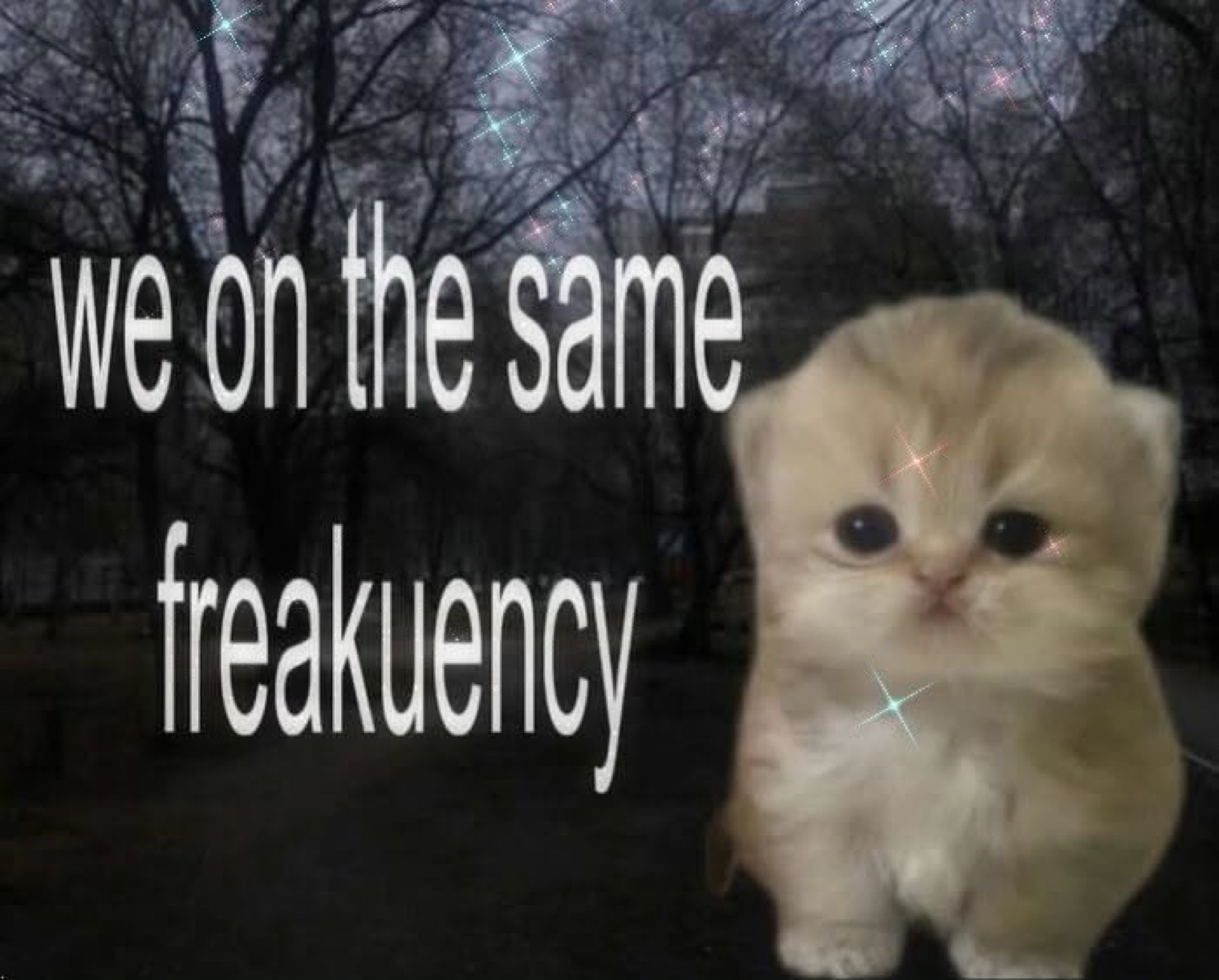 Tiny Scottish Fold kitten with sparkles over a moody night sky and 'we on the same freakuency'