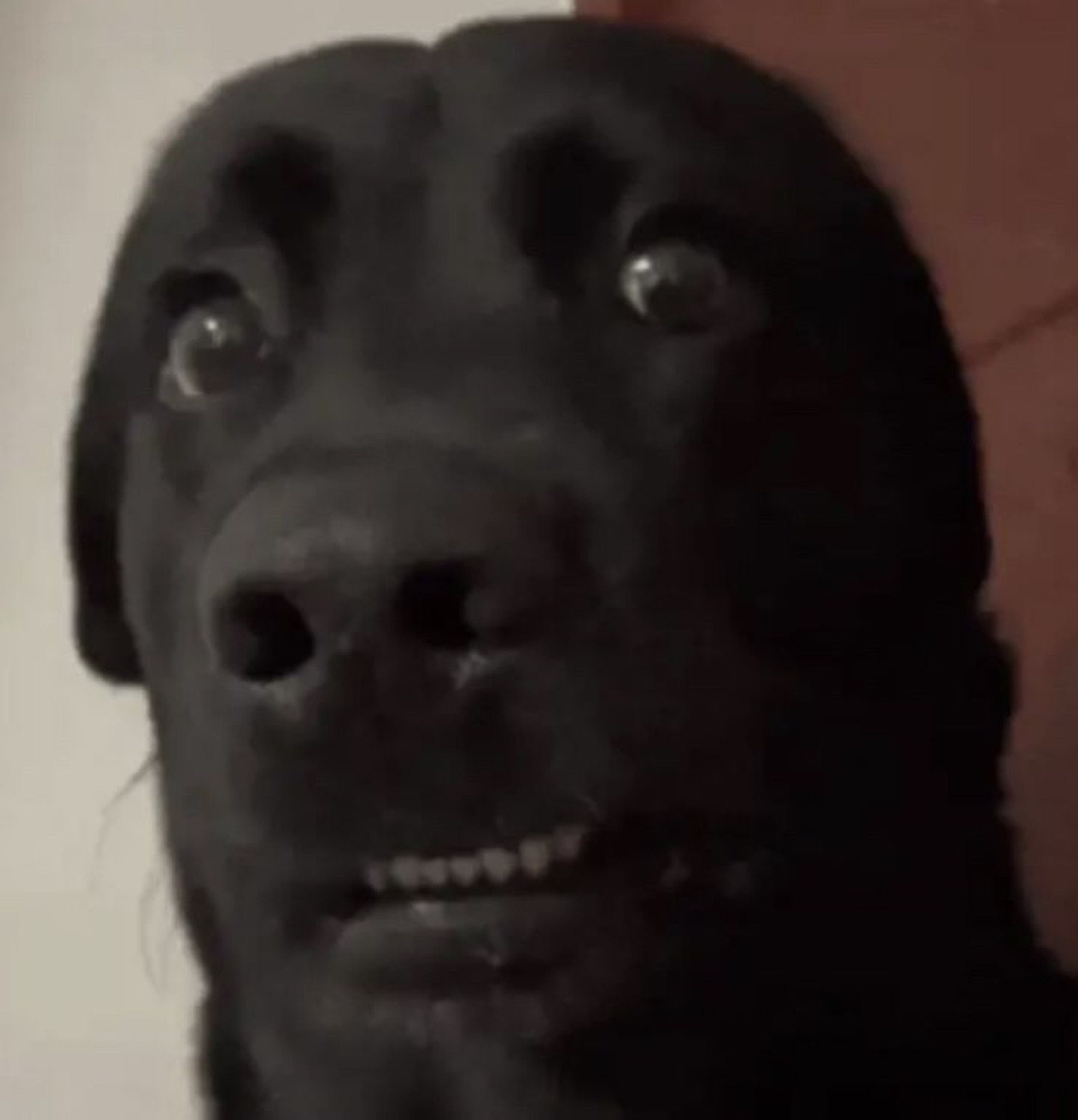 Black lab up close with wide bulging eyes and a tense grin staring straight into your soul