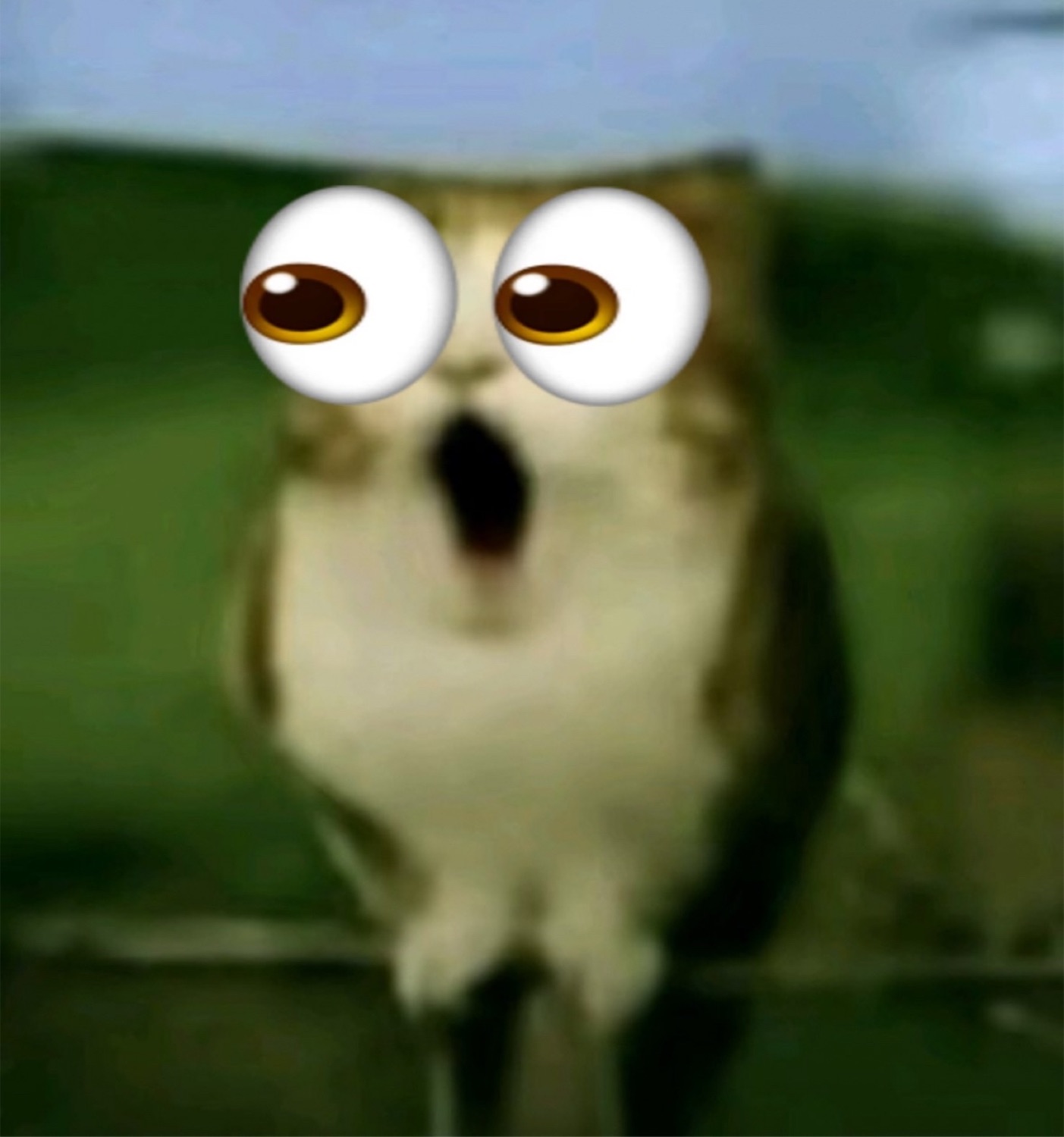 Blurry owl with giant googly emoji eyes and its beak hanging open in shock