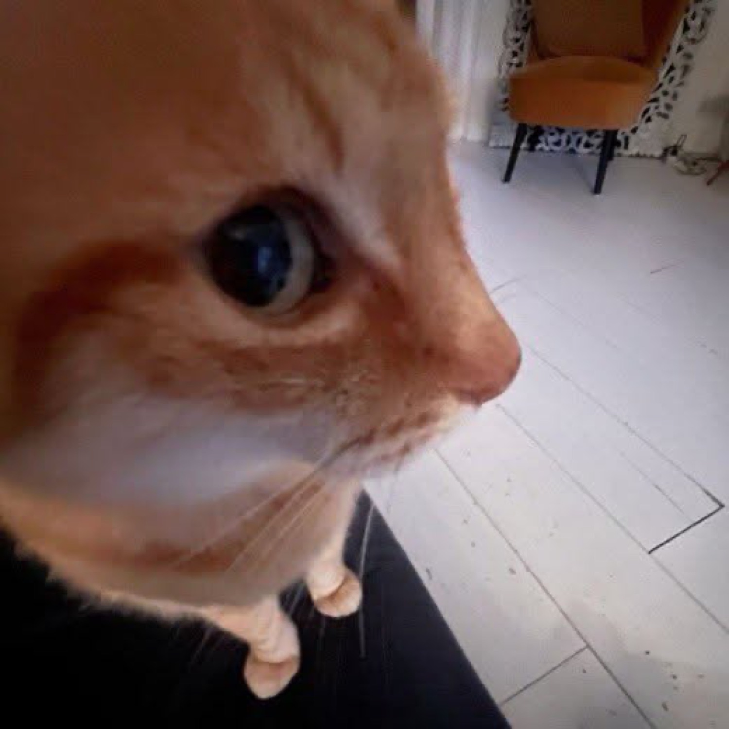 Orange cat leaning in close with a wide-eyed, suspicious side-eye