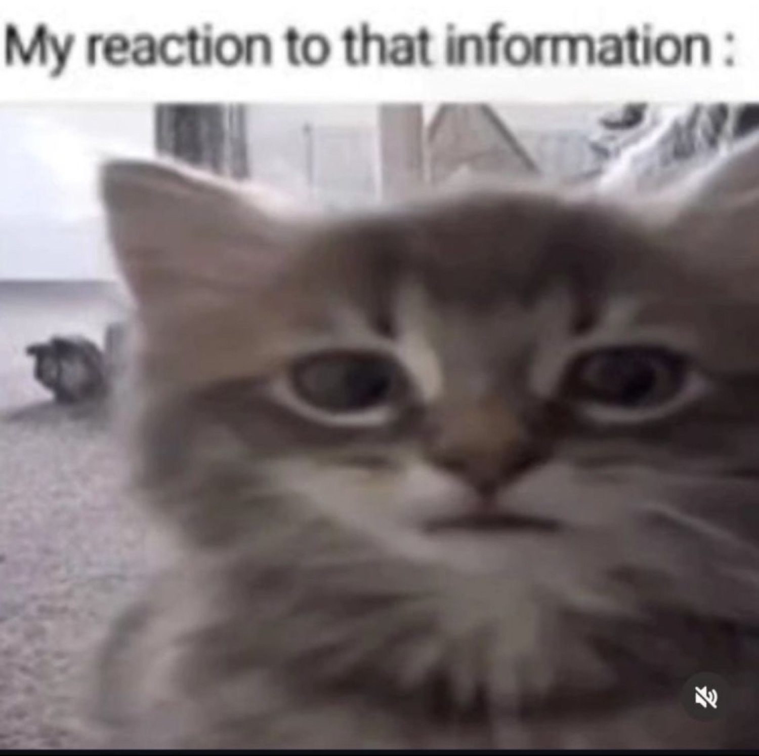 Fluffy kitten staring dead into the camera captioned 'My reaction to that information'
