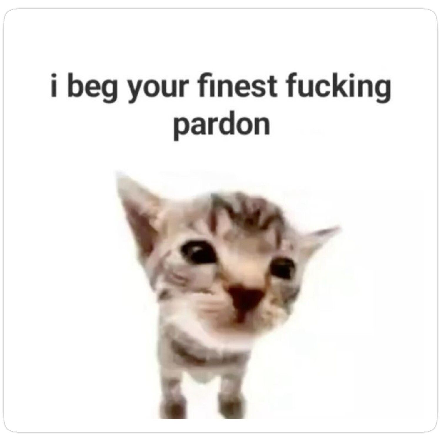Tiny kitten staring up in disbelief captioned 'i beg your finest fucking pardon'