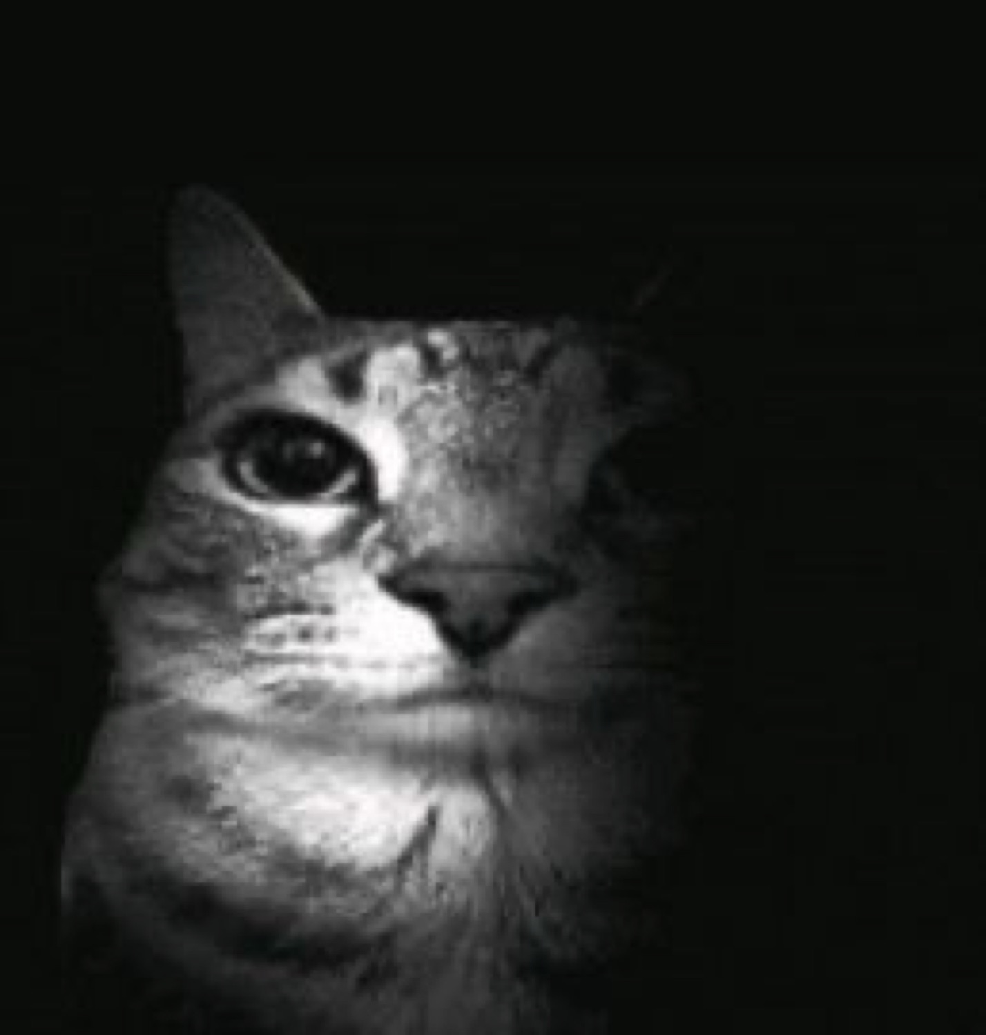 Tabby cat half-lit in the dark giving a moody, deadpan stare