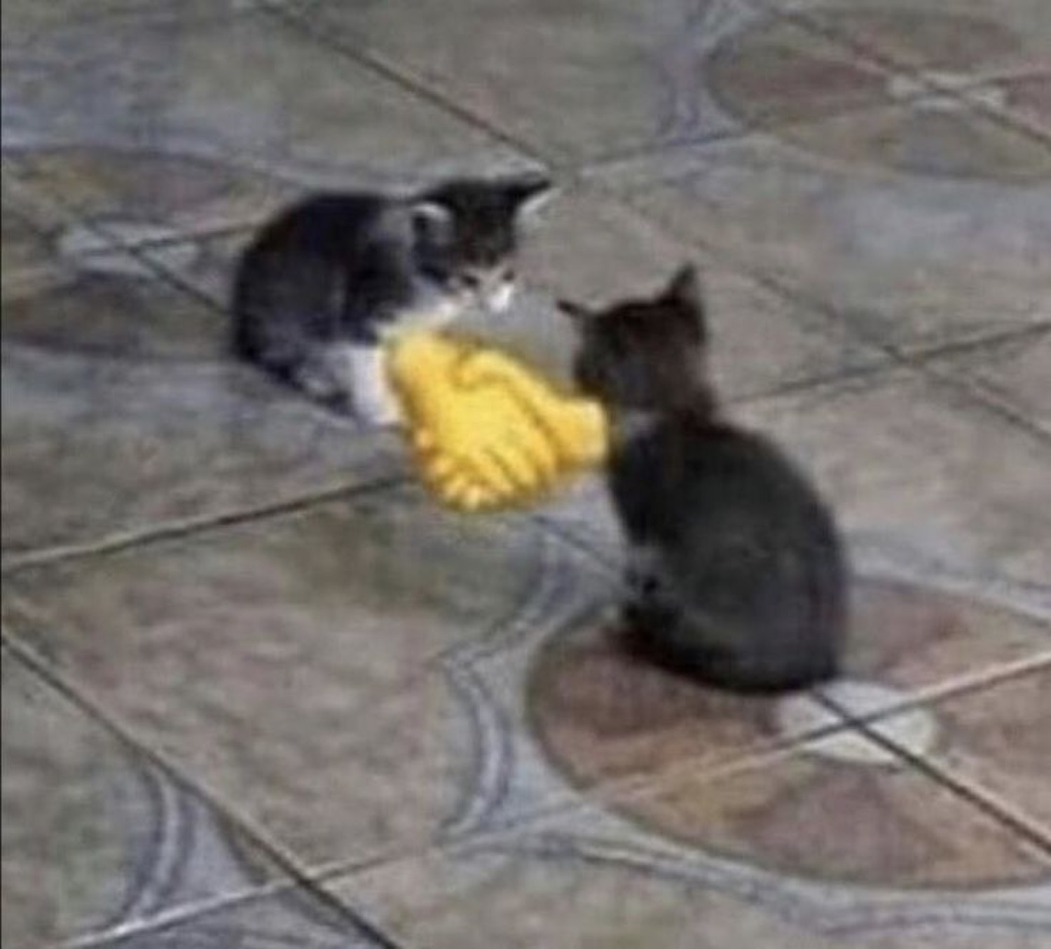 Two kittens facing off on a tiled floor with a yellow cartoon handshake between them