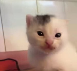 Tiny white kitten with glossy teary eyes looking utterly heartbroken and devastated
