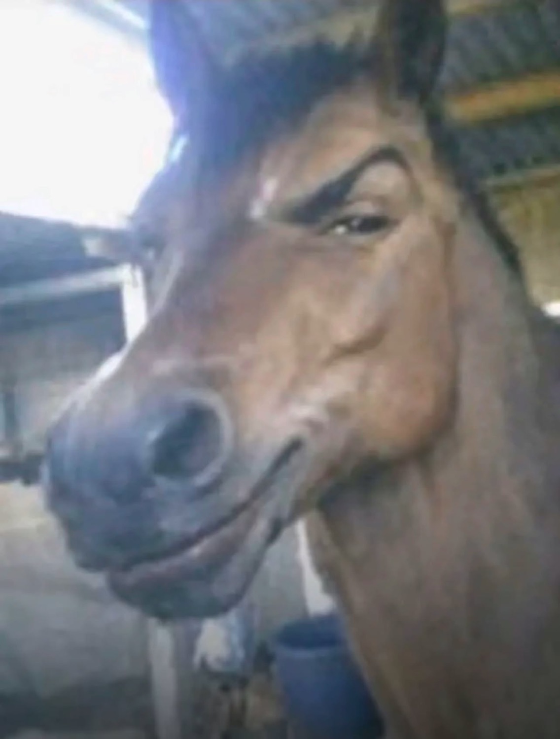 Horse with a photoshopped raised eyebrow giving a smug, flirty smirk