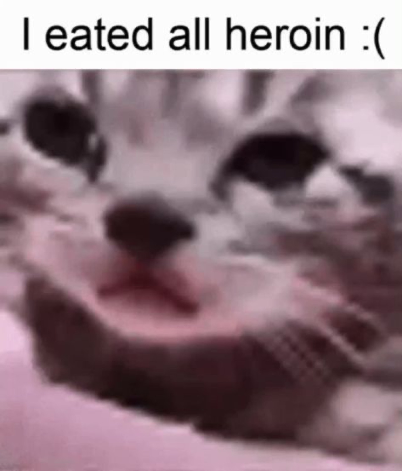 Blurry sad-eyed kitten captioned 'I eated all heroin :('