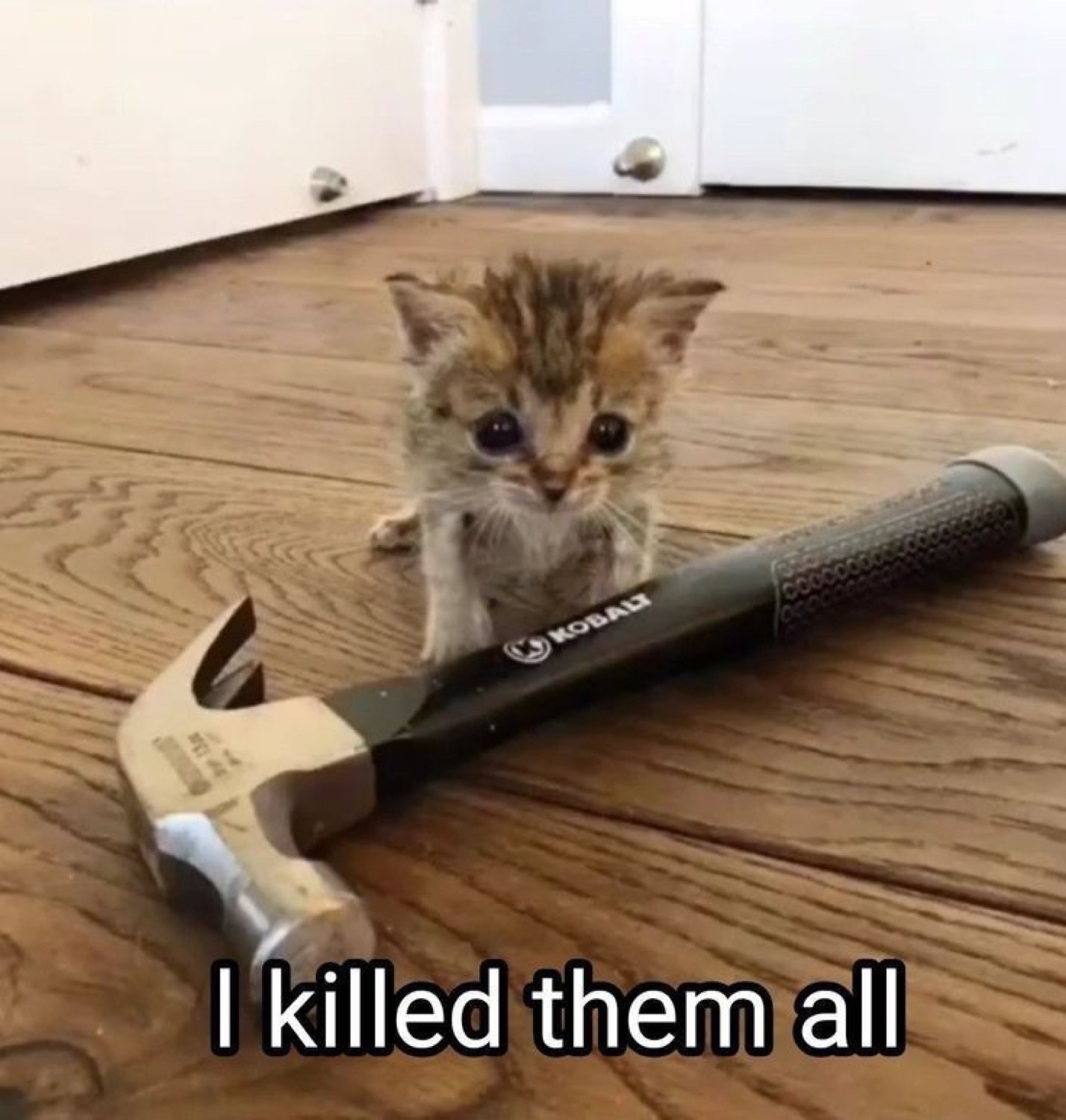 Tiny wet kitten beside a hammer captioned 'I killed them all'