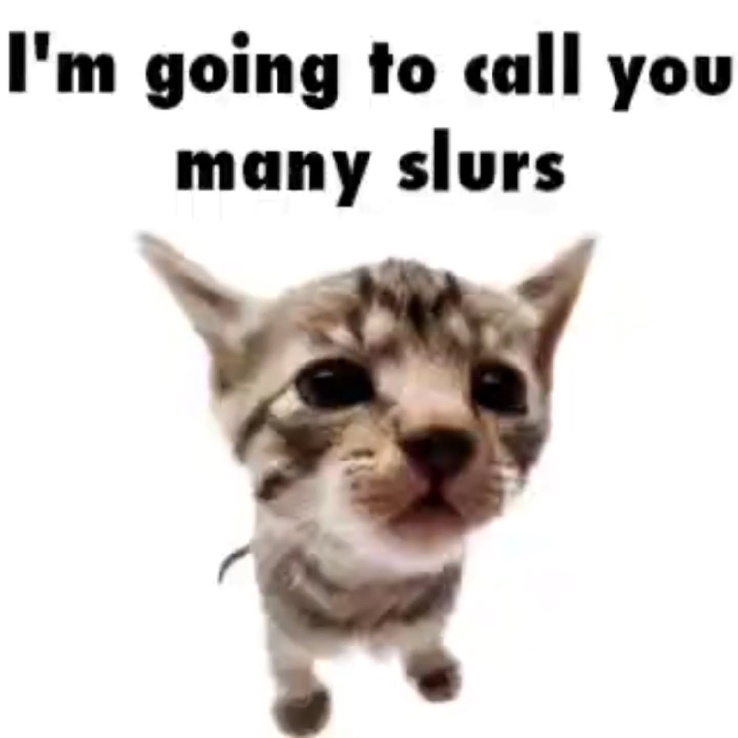 Scrappy kitten marching forward captioned 'I'm going to call you many slurs'