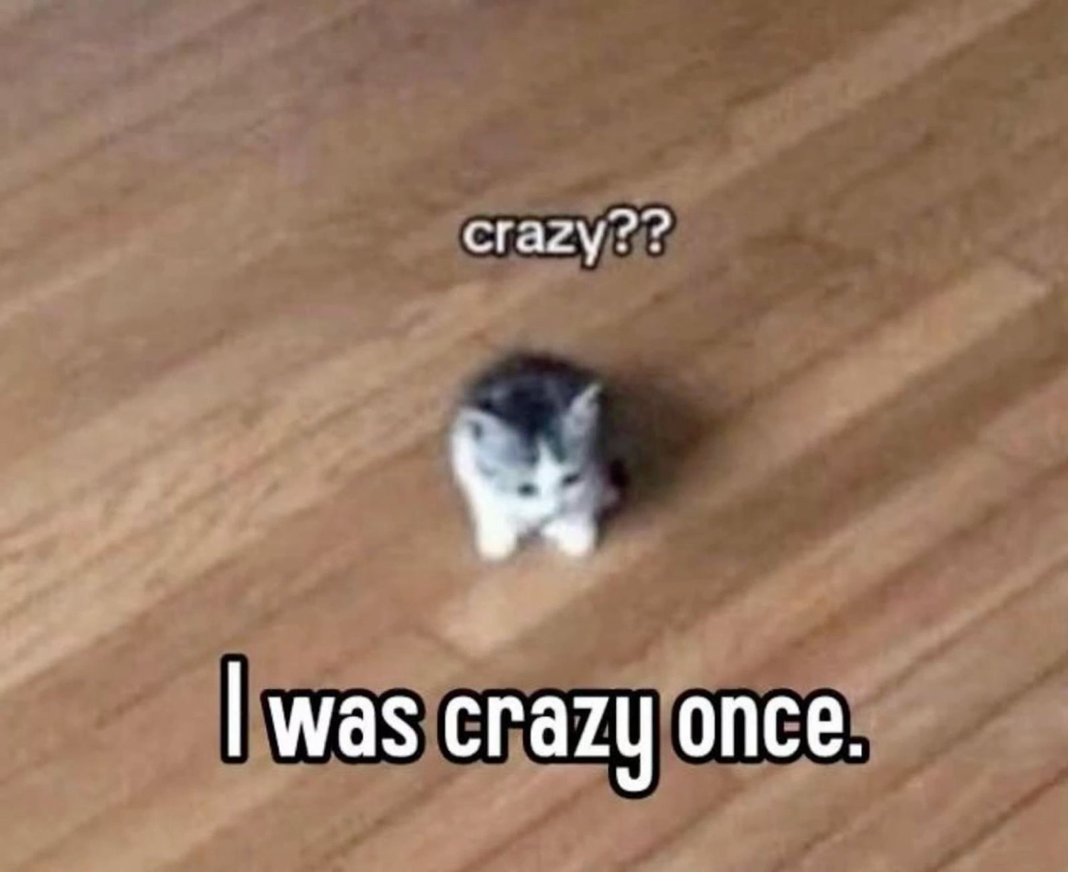 Tiny distant kitten on a wood floor captioned 'crazy?? I was crazy once.'