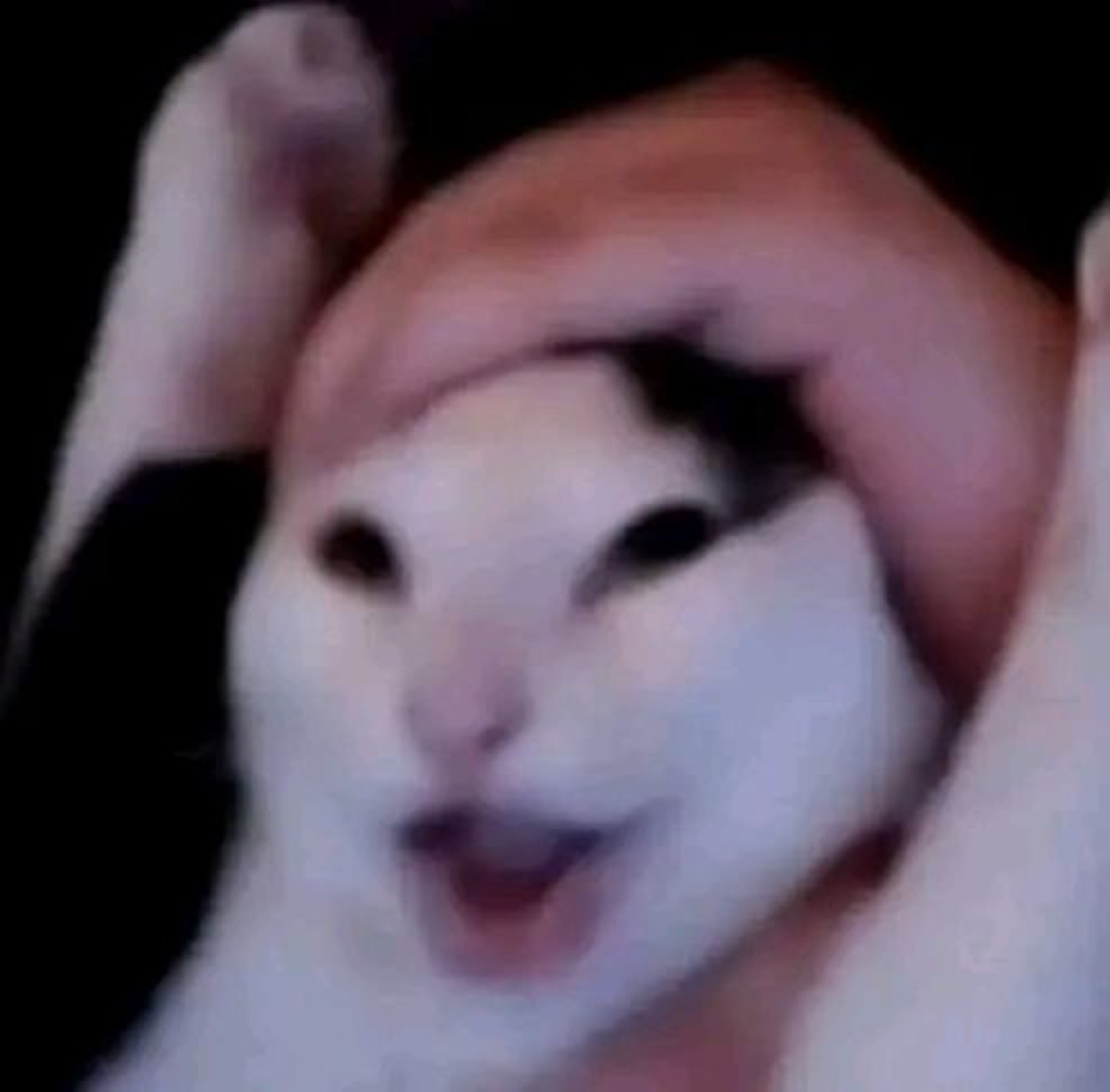 White cat squished between two hands with a wide-open, slightly manic grin
