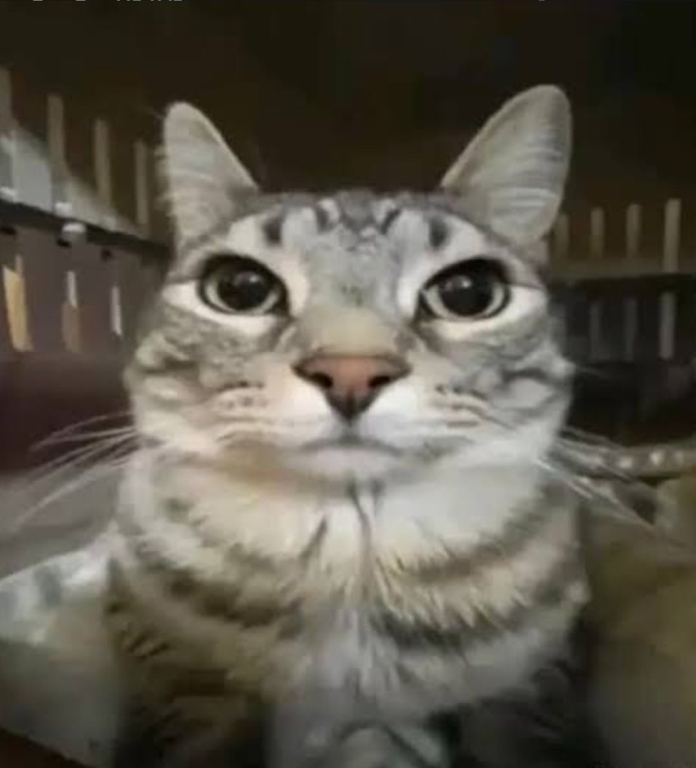 Tabby cat staring dead into the camera with a flat, unimpressed face