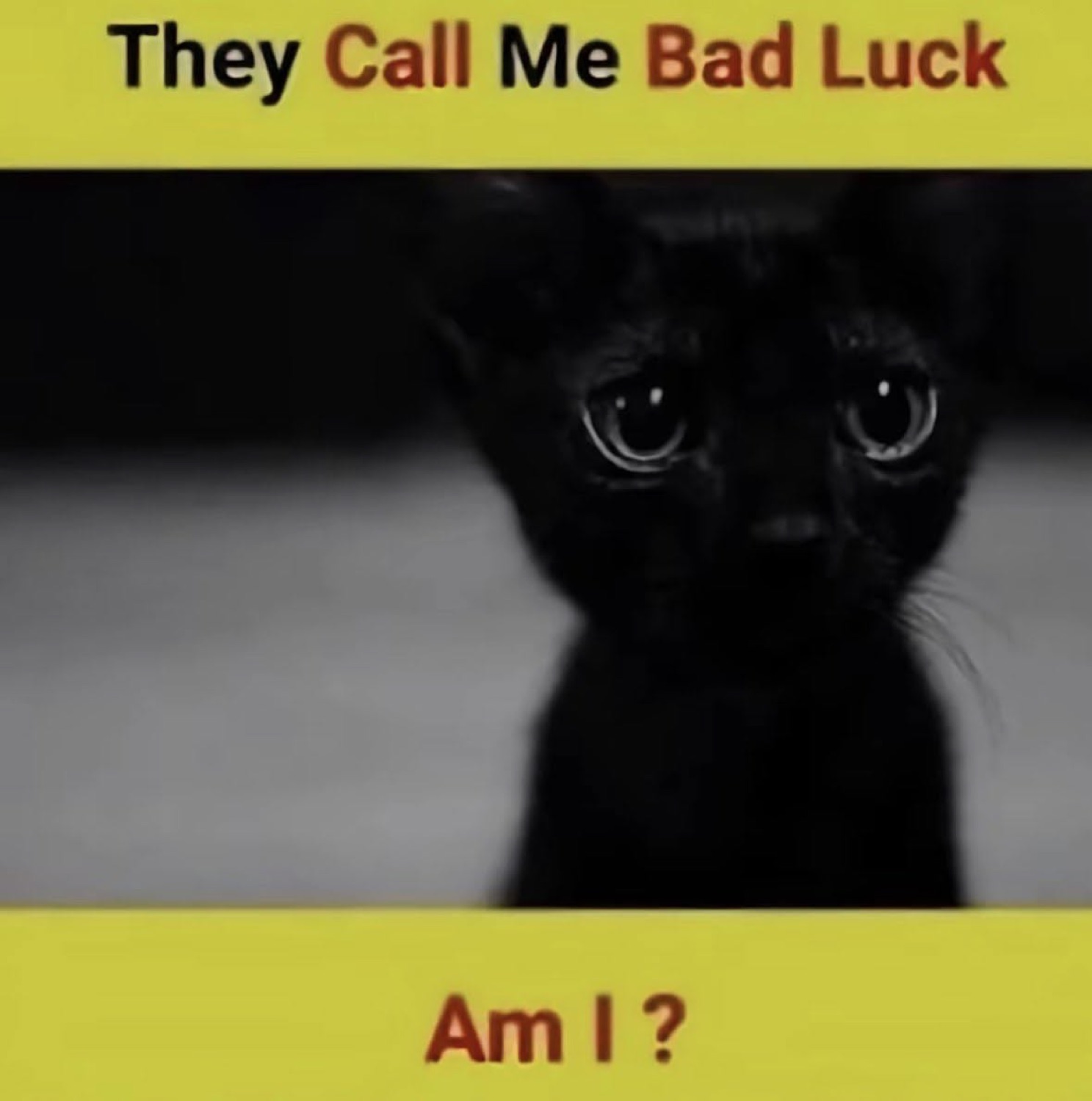 Black kitten in the dark: 'They Call Me Bad Luck / Am I?'